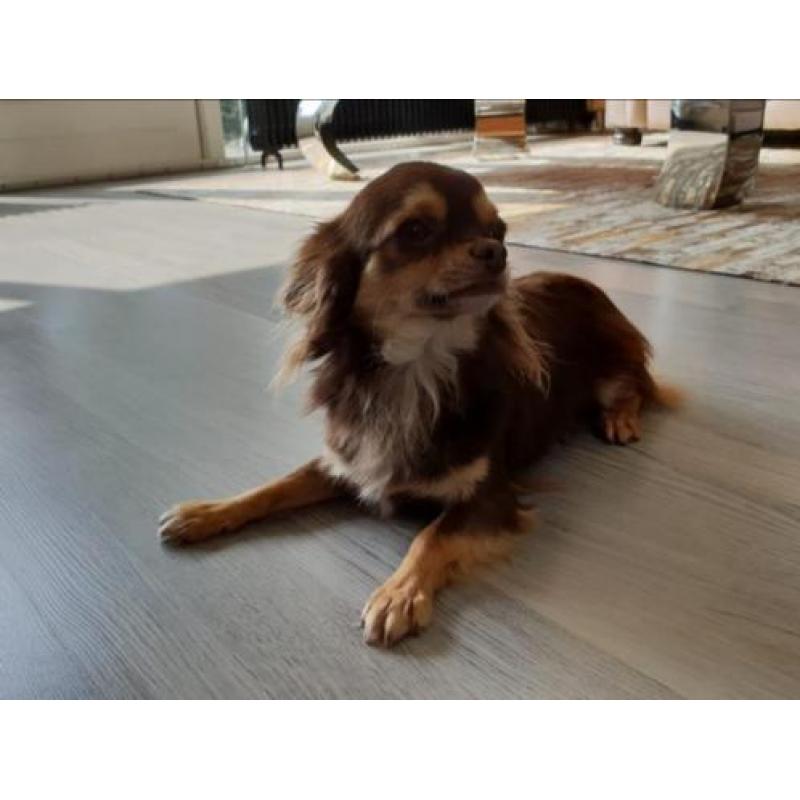 Chihuahua reu 1 jaar met FCI stamboom