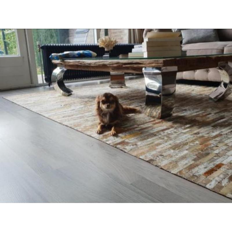 Chihuahua reu 1 jaar met FCI stamboom