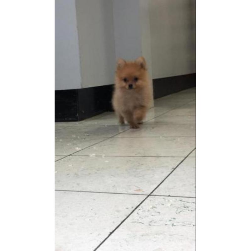 Lieve Dwergkees pups zoeken een leuk baasje