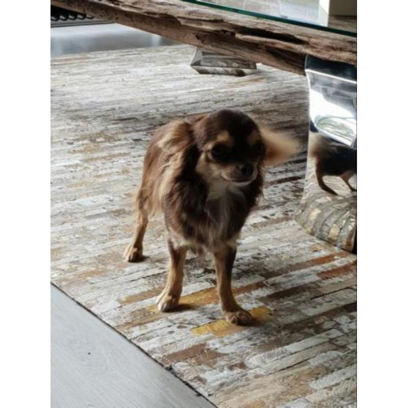 Chihuahua reu 1 jaar met FCI stamboom