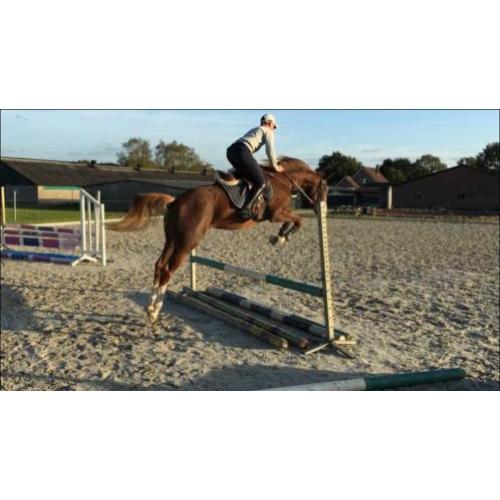 Te koop braaf paard