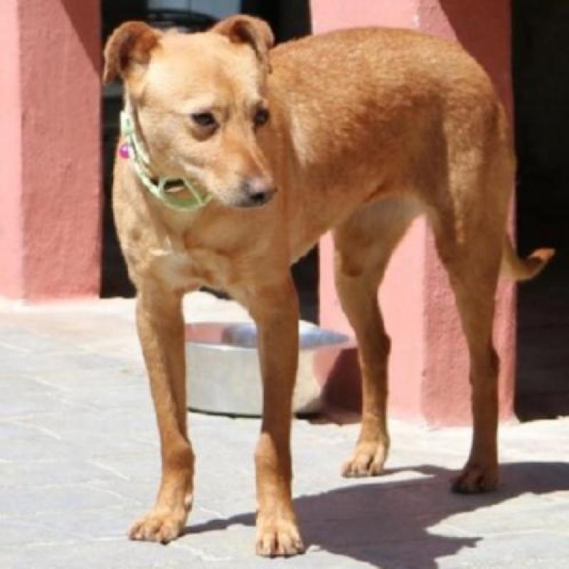 ACE: Naima, Podenco mix, lief maar ietwat onzeker hondje